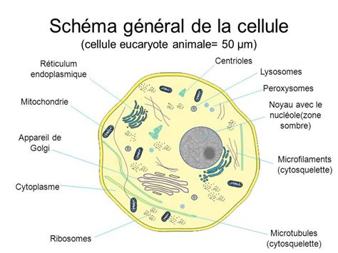 LA CELLULE EUCARYOTE Formation Infirmiers