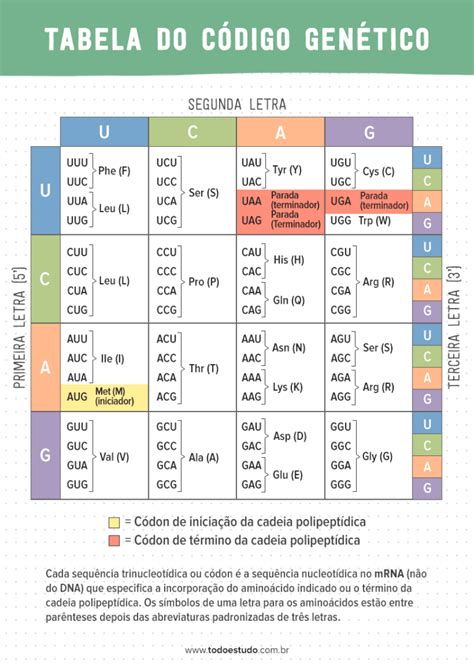 Código genético entenda seu funcionamento e como decifrar