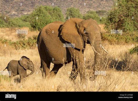 African Elephant Loxodonta Africana Female With Calf Stock Photo Alamy