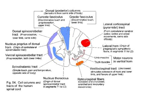 Anatomy 530a At Uwo Functional Neuroanatomy