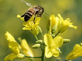 Bioindicateur D Finition Et Explications