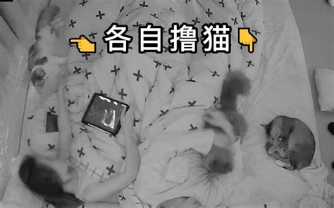 我怀疑我的猫每天都在争宠哔哩哔哩bilibili