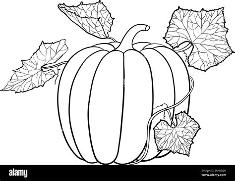 Pumpkin with leaves. Outline icon Stock Vector Image & Art - Alamy