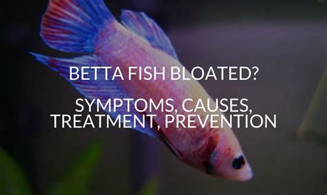 Why Is My Betta Fish Bloated Causes Symptoms And Prevention Fishn