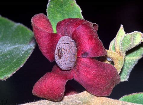 Uvaria Plant1 Annonaceae Image 57497 At PhytoImages Siu Edu