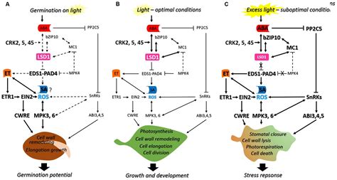 Frontiers Phytohormones Signaling Pathways And Ros Involvement In Seed Germination