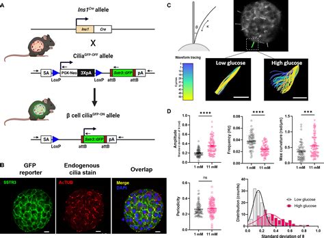 Islet Primary Cilia Motility Controls Insulin Secretion Science Advances