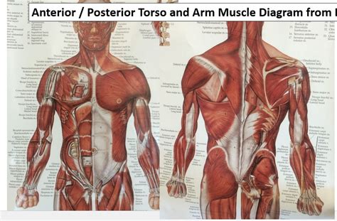 Muscles That Move The Pectoral Girdle Part Diagram Quizlet