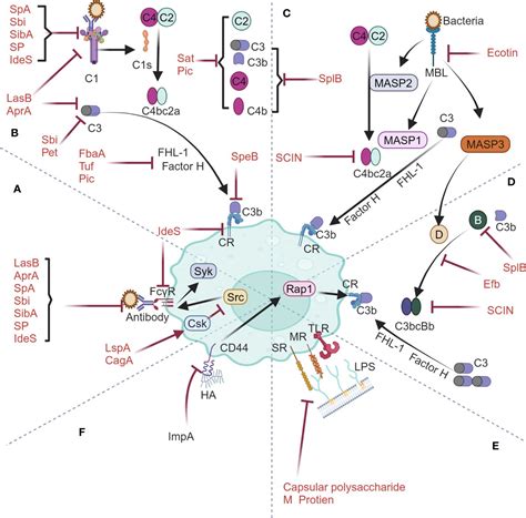 Frontiers The Potential Of Bacterial Anti Phagocytic Proteins In