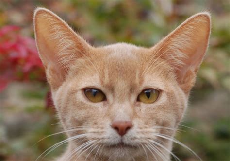 Encyclopedia Of Cats Breed Fawn Abyssinian Cat