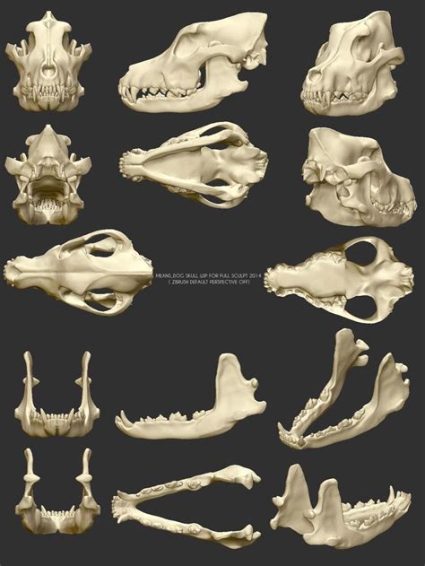 Dog Skull Dog Skeleton Skull Reference