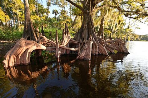 Cypress Trees of Fisheating Creek, Florida. Stock Photo - Image of ...