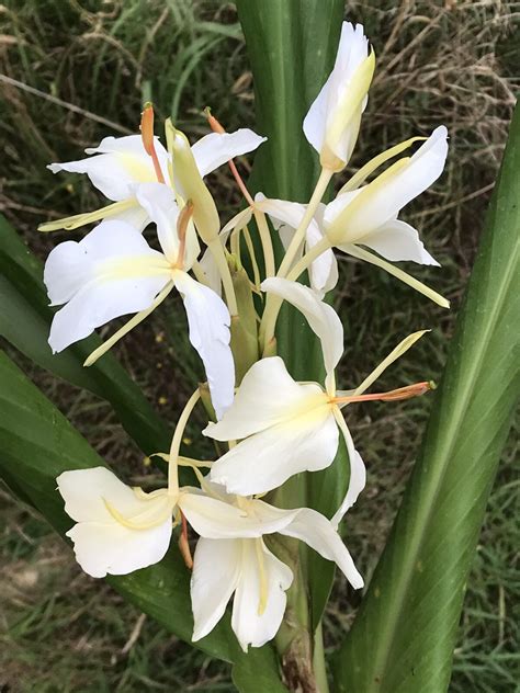 Hedychium ‘Luna Moth’ | Pan Global Plants