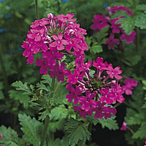 Trailing Verbena Verbena Canadensis My Garden Life