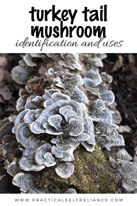 Turkey Tail Mushroom Identification And Uses Artofit