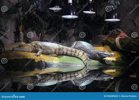 Two Caimans in Their Habitat at Cattolica Aquarium Stock Photo - Image ...