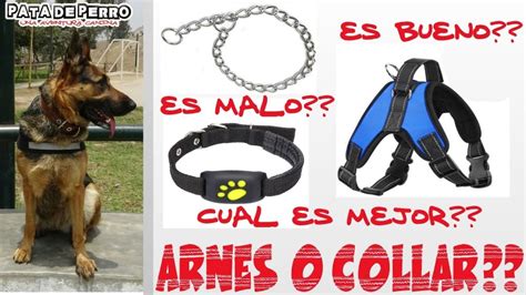 Qu Es Mejor Collar O Arn S Para Pastor Belga Tervueren Blog De