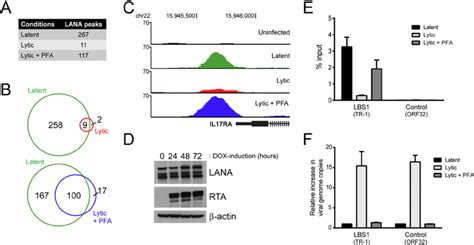 The Association Of Lana With Host Dna And Viral Trs Is Impaired In