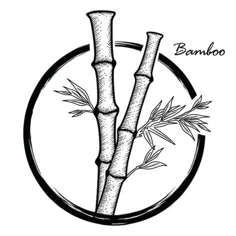 Premium Vector Hand Drawn Bamboo