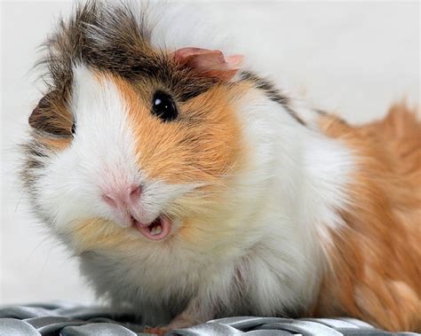 Guinea Pig Just Being Cute Cute Guinea Pigs Pet Guinea Pigs