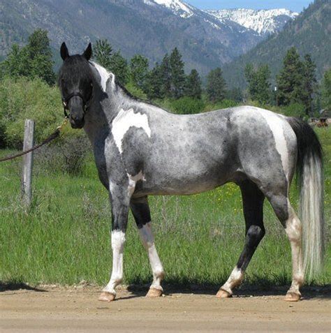 Blue Roan Paint! Dream Horse! | Horses, Horse breeds, Pretty horses