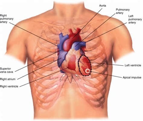 Cardiac Exam Flashcards Quizlet