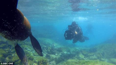 Fish Have A Sex Change In Blue Planet II Daily Mail Online