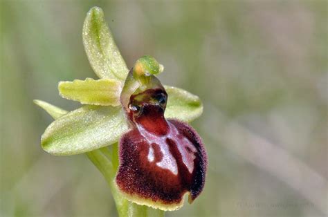 Orchid Bee Photo Gallery Photos, , by Provence Beyond