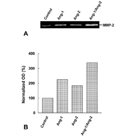 Zymographic Analysis Of Medium Conditioned By Mpcs Cells Per