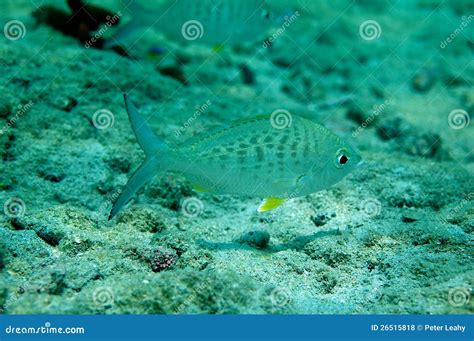 Yellowfin Mojarra Stock Photo Image Of Atlantic Swim 26515818