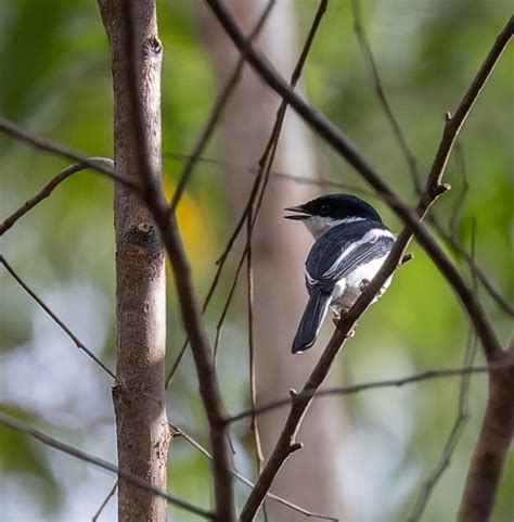 SRI LANKA TOUR DAY 4 News Wingspan Bird Tours