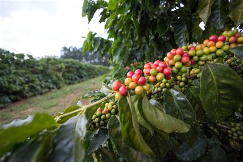 Cmn Aprova Distribui O De Recursos Do Funcaf Para Revista Cultivar