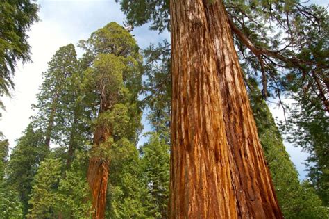 Best Hikes in Sequoia National Forest (CA) - Trailhead Traveler