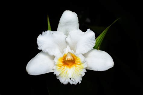 Sobralia Setigera Inaturalist