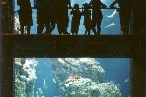 South Carolina Aquarium is one of the very best things to do in Charleston