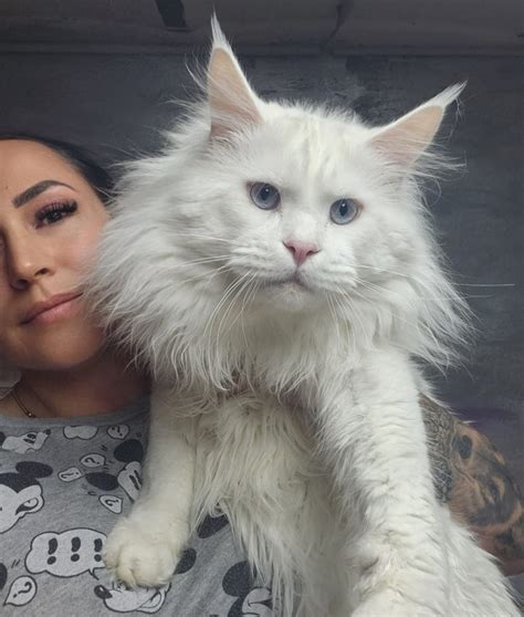 Maine coon weiß mit blauen Augen 9kg mit Stammbaum und Hörtest