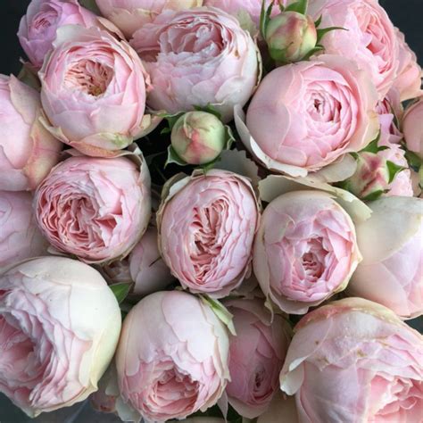 Mansfield Park Garden Spray Roses L Florabundance Wholesale Flowers