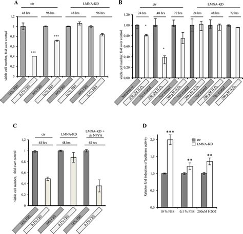 Lamin A Knock Down Impacts On Cell Proliferation Through Nf Y Activity