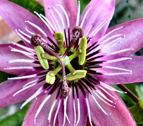 Pink Passion Flower The Pink Passion Flower Is Not As Hard Flickr