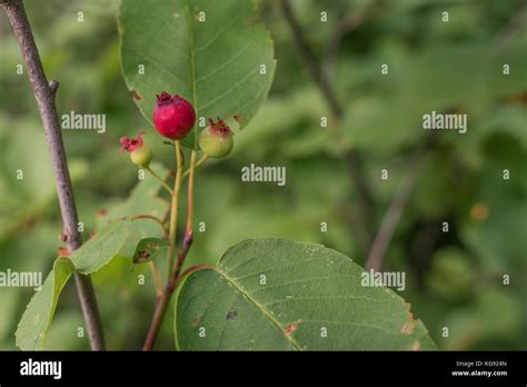 Juneberry Fruit And Leaves Stock Photo Alamy
