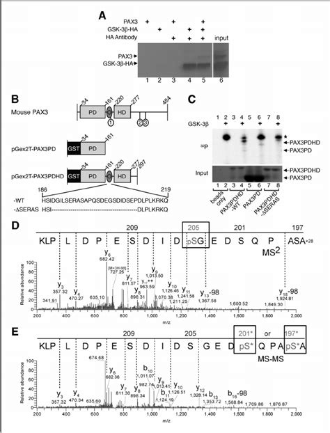 Gsk 3 B Interacts With And Phosphorylates Pax3 A Immunoprecipitation Download Scientific