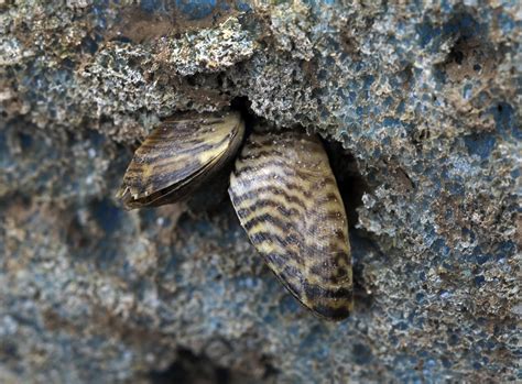 Attacking Invasive Zebra Mussels Upstream