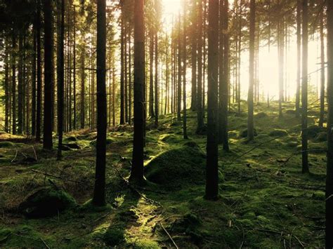 reasons  forests  important
