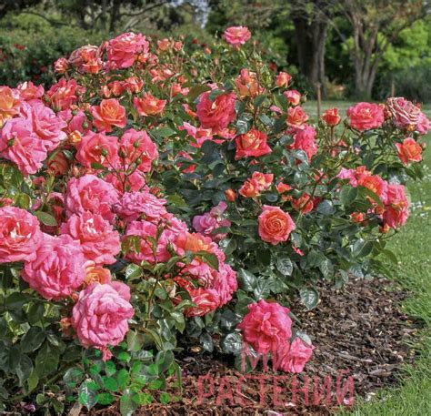Роза флорибунда куст (72 фото) - фото - картинки и рисунки: скачать ...