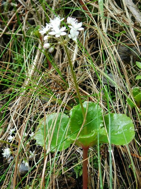 Cape Stonecrop From Noupoort Greyton 7233 South Africa On April 20