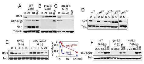 Carbon Source Dependent Down Regulation Of Rnr1 Is Dependent On