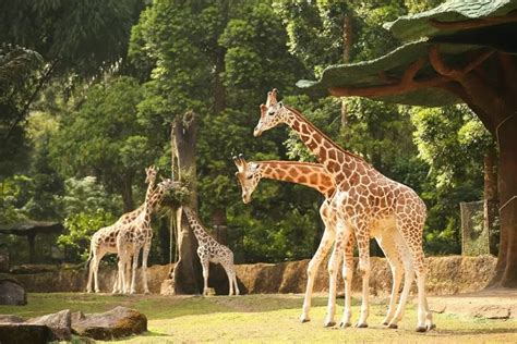 10 Wisata Di Puncak Bogor Yang Wajib Dikunjungi Untuk Liburan Seru