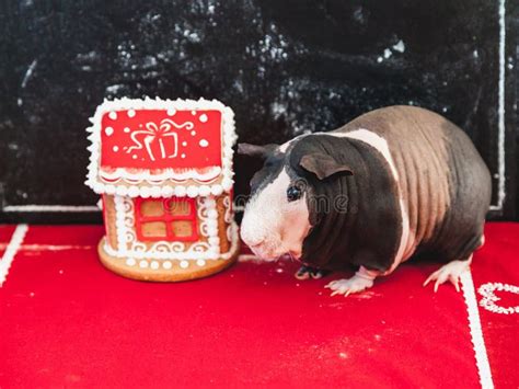 Naked Pig Stock Photos Free Royalty Free Stock Photos From Dreamstime