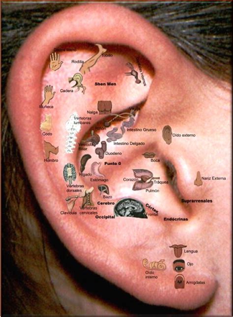 Auriculoterapia Podemos Definir A La Auriculoterapia Como Aquella