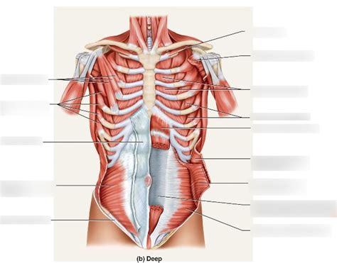 Muscles Of The Trunk Deep Lab Diagram Quizlet